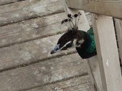 -鄂尔多斯野生动物园