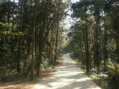 -象山森林公园