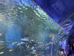 -华夏文旅海洋公园