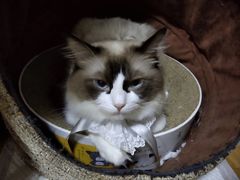 -哆趣宠物医院·眼科·内镜·急重症转诊中心(上海店)