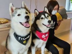 -Husky Go! 哈士奇体验馆·宠物咖啡厅狗咖