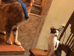 -猫色咖啡·猫咖