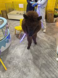 -神奇动物撸宠馆·羊驼·小浣熊·异宠(豫园店)