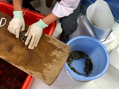 -阳澄湖大闸蟹·琼灵阁牌品牌连锁(吴中总店)