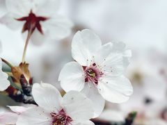 -顾村公园