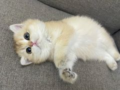 -东方名猫馆·英短金渐层布偶猫舍(环线广场1号楼店)