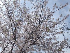 -高东镇樱花园