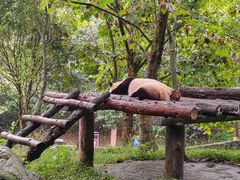 -都江堰中华大熊猫苑