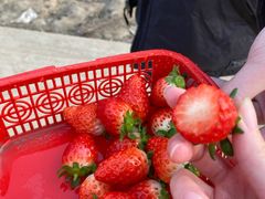 -喜杨洋草莓采摘园