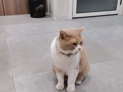 -伟伟宠物医院·CT影像中心·瑞派犬猫综合性门诊(汉口总院)