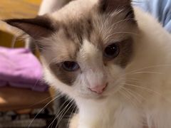 -猫猫幼稚园·撸猫·桌游·电玩