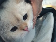 -纳吉亚猫专科动物诊疗中心(蒋宅口分院)