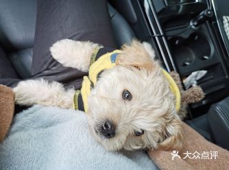 今天夏天不开心,一直在睡觉,我开着车带着他出去兜风了