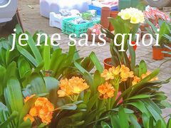 -蒲河大集