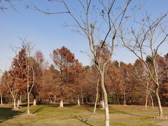 -上海海湾国家森林公园