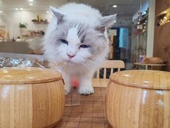 -楼上猫咖(罗湖店)