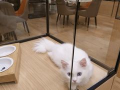 -袖虎猫馆(十亩地店)