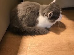 -猫腻·猫咖·撸猫馆(星光大道店)