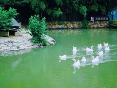 -田园东方蜜桃村的田野营地