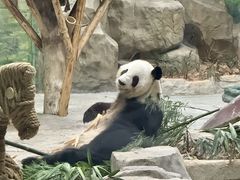 -灵玲国际马戏城