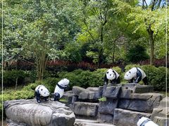 -都江堰中华大熊猫苑