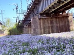 -长白岛森林公园