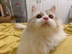 -Bastet sally猫舍购宠(静安店)