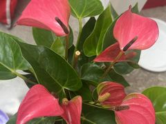 -双季花艺园艺市场(浦东店)