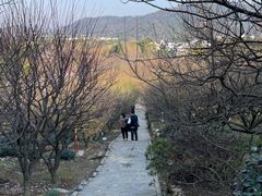 -香雪海