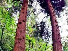 -武陵山森林公园