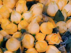 -循礼门鲜花花市(武汉循礼门店)