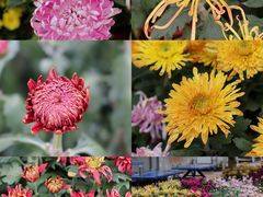 -都江堰玫瑰花溪谷