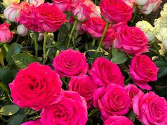 -循礼门鲜花花市(武汉循礼门店)