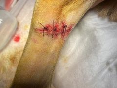 -萌兽医馆·犬猫专科·眼科中心·宠物医院(朝阳门分院)