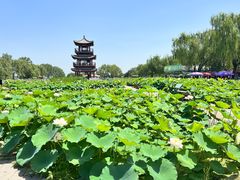 -荷花大观园