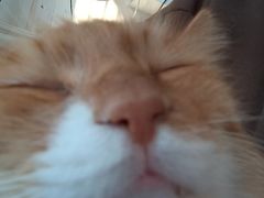 -平行世界·猫咖(首经贸店)