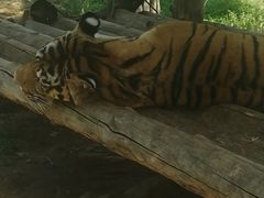 -西安秦岭野生动物园