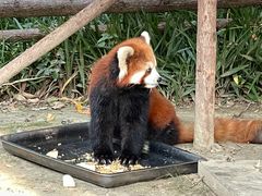 -常州淹城野生动物世界