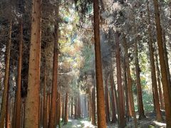 -武陵山森林公园
