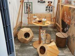 -楼上猫咖(罗湖店)