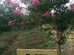 -武汉紫薇都市田园