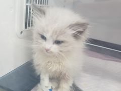 -伟伟宠物医院·CT影像中心·瑞派犬猫综合性门诊(汉口总院)
