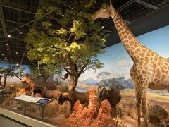 -陕西自然博物馆