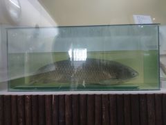-泗洪洪泽湖湿地景区