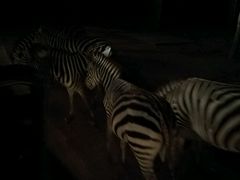 -清迈夜间动物园