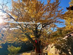 -遵化市禅林寺古银杏风景园