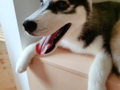 -Husky Go! 哈士奇体验馆·宠物咖啡厅狗咖