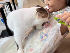 -喵园·猫主题咖啡厅·撸猫·猫咖(国贸店)