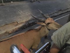 -清迈夜间动物园