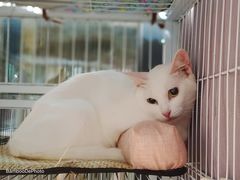 -老盛兴汤包馆(安波店)